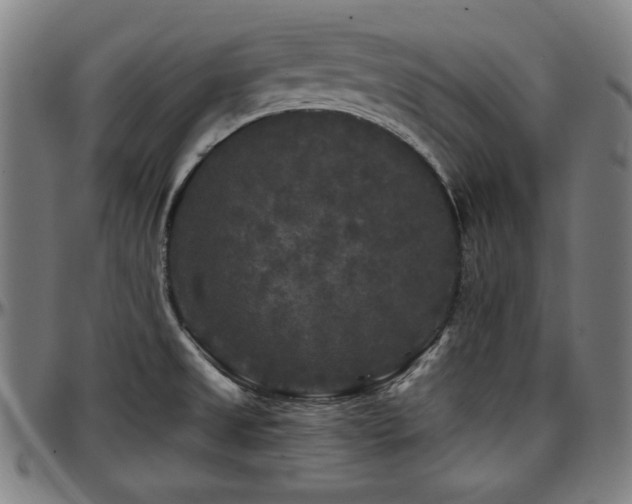 X0000097591525200802291206