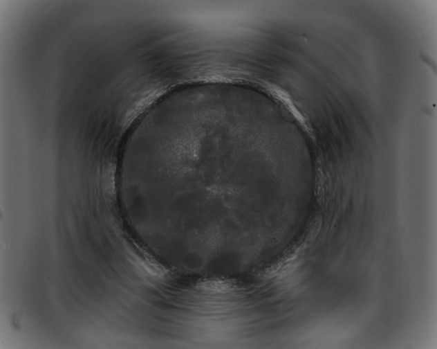 X0000097590299200803071327