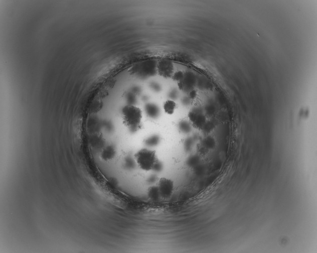 X0000097590066200803141904