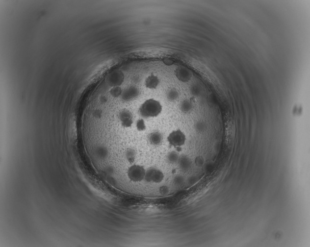 X0000097590254200803141901