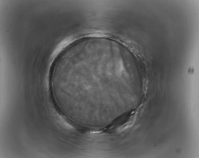 X0000097590296200803141900