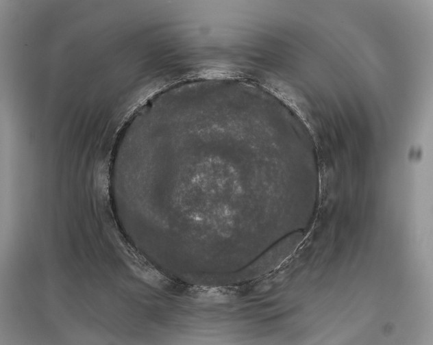 X0000097590297200803141900