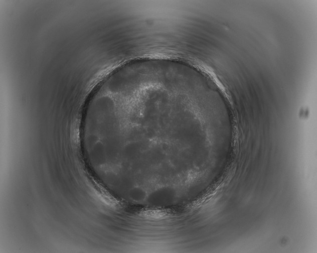 X0000097590299200803141900