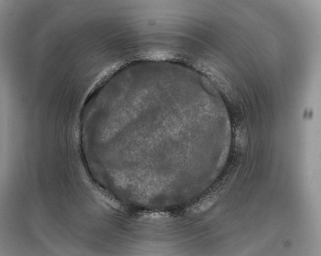 X0000097590304200803141900