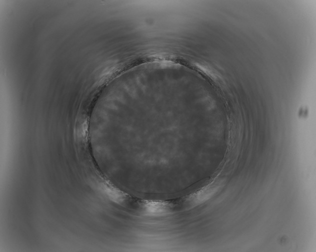 X0000097590336200803141900