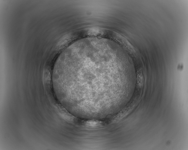 X0000097590375200803141900