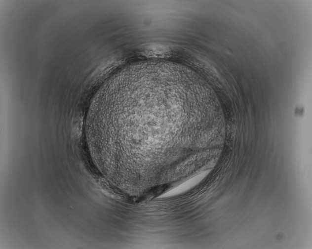 X0000097590652200803141855