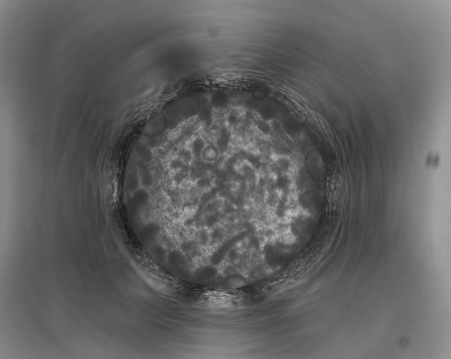 X0000097590703200803141855