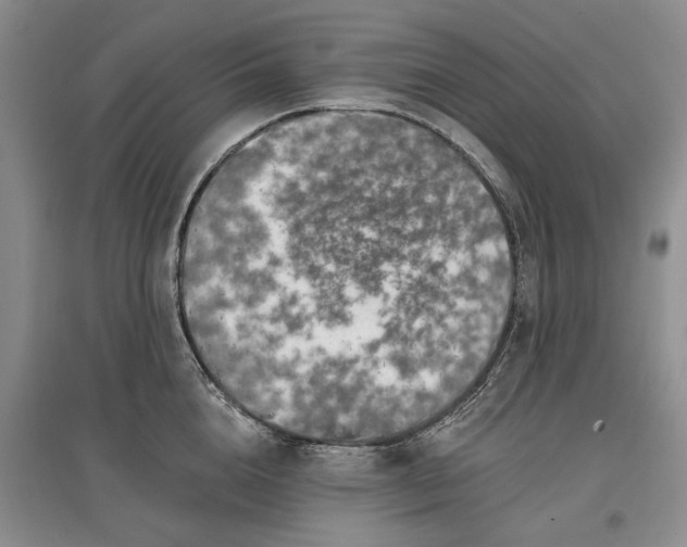 X0000097590856200803141853