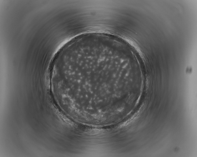 X0000097590925200803141851