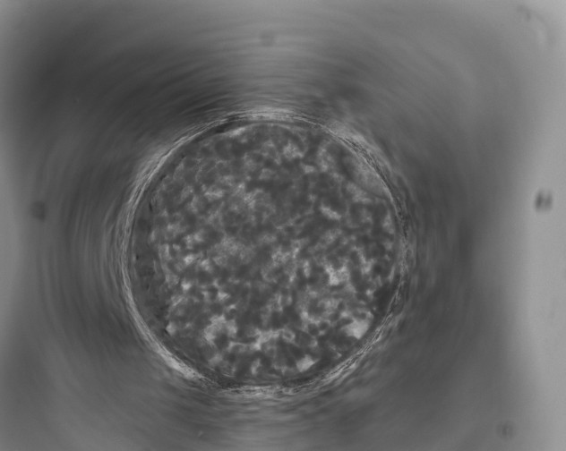 X0000097590049200803211646