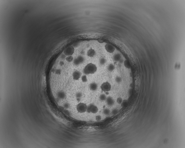 X0000097590254200803211643