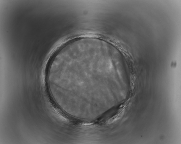 X0000097590296200803211643