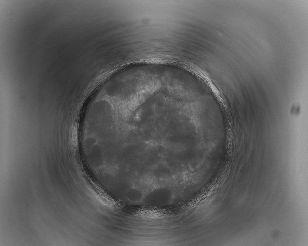 X0000097590299200803211642