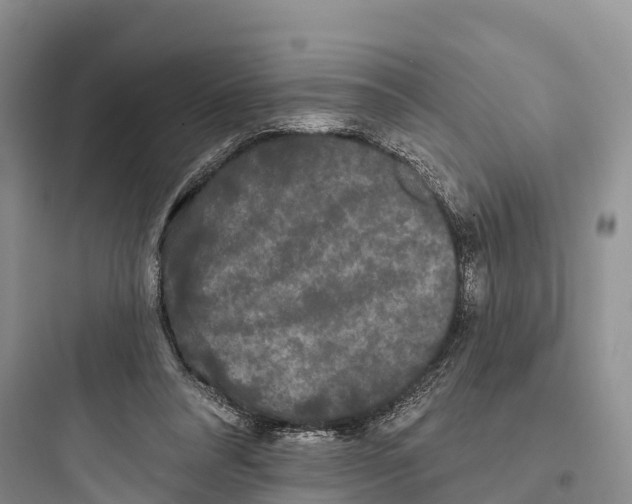 X0000097590304200803211642