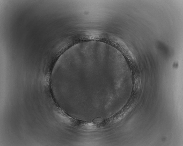 X0000097590325200803211642