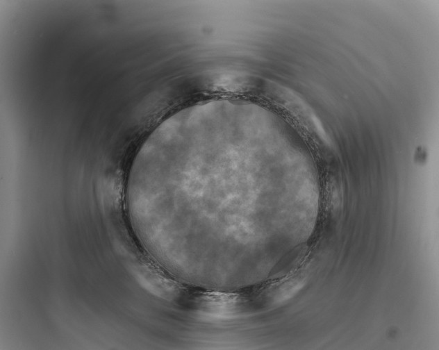 X0000097590328200803211642