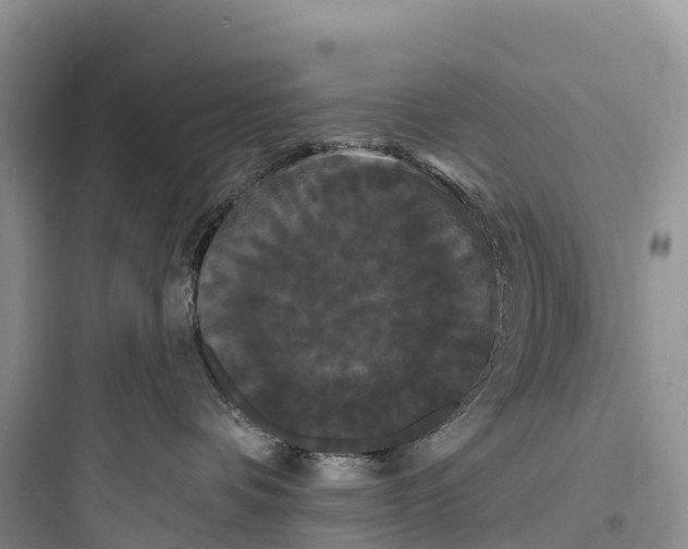 X0000097590336200803211642