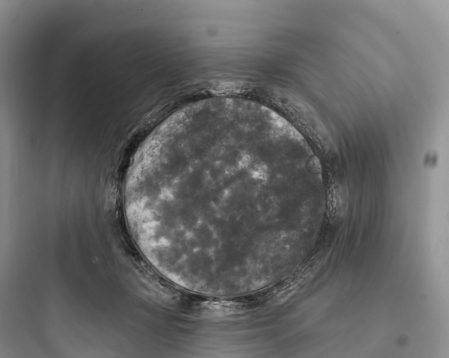 X0000097590367200803211642