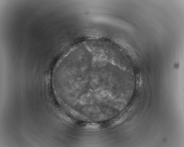 X0000097590369200803211642