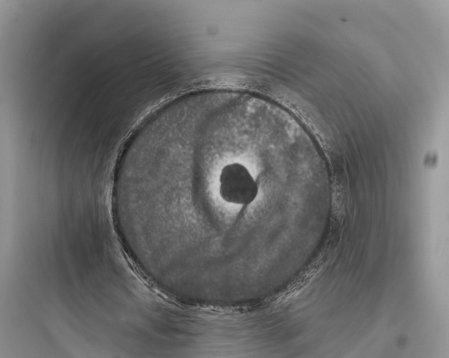 X0000097590434200803211640