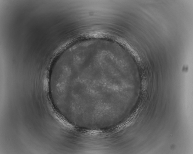 X0000097590446200803211640