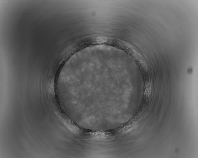 X0000097590524200803211639