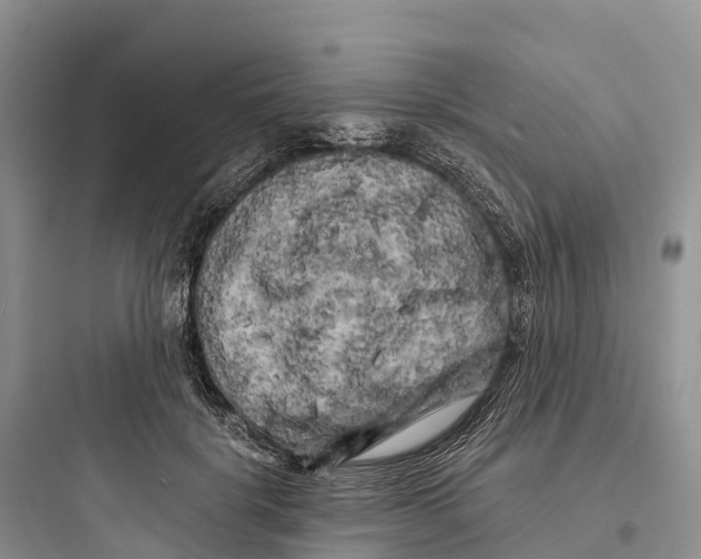 X0000097590652200803211638