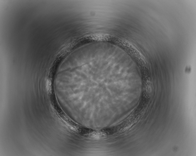 X0000097590696200803211637