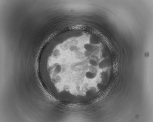 X0000097590725200803211636