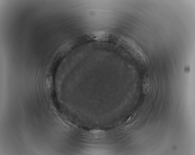 X0000097590748200803211636