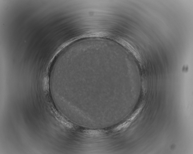 X0000097590781200803211635