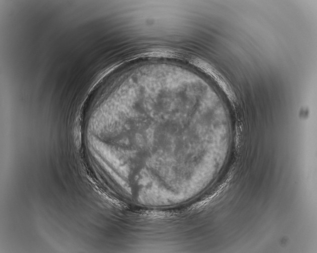 X0000097590829200803211634