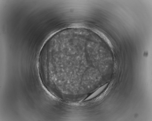 X0000097590855200803211635