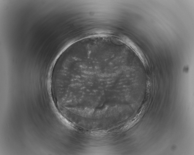 X0000097590859200803211635