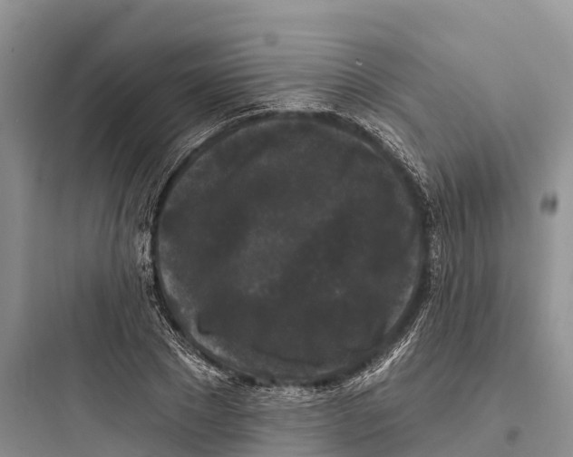 X0000097590881200803211634