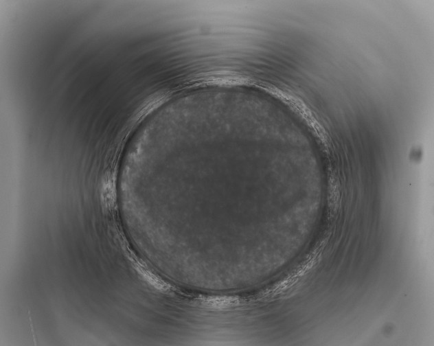 X0000097590889200803211634