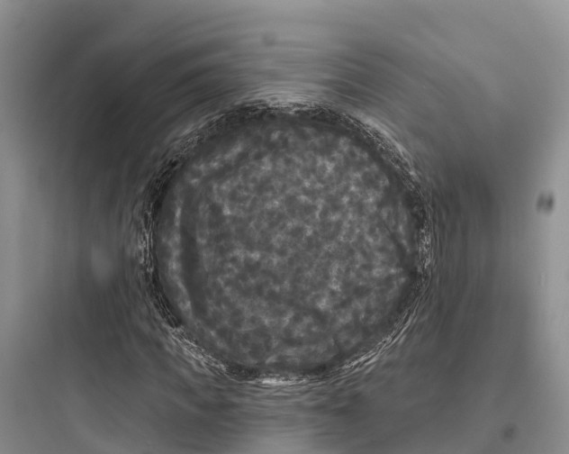 X0000097590917200803211633