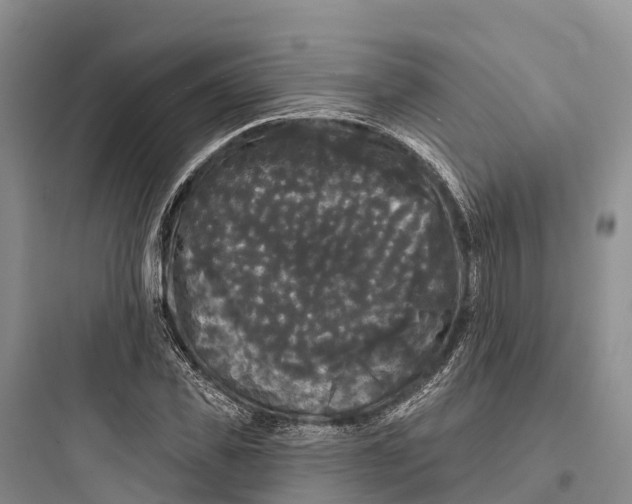 X0000097590925200803211633