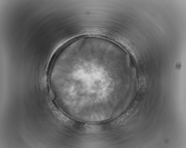 X0000097590928200803211633