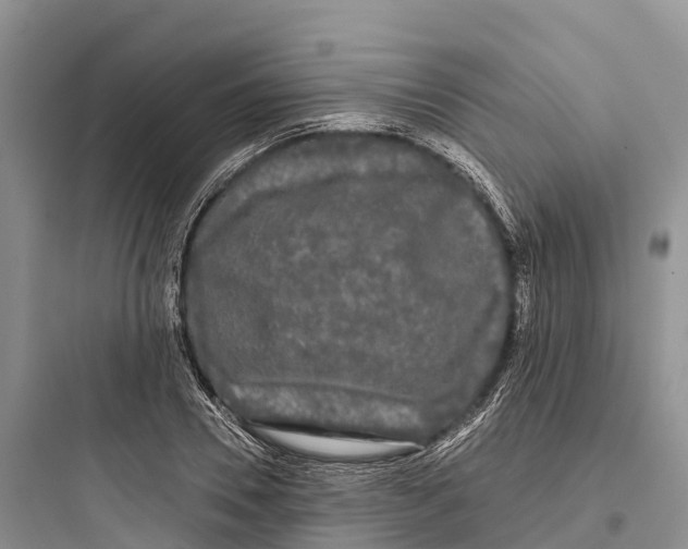 X0000097590930200803211633