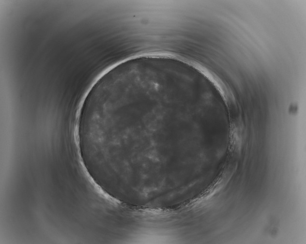 X0000097590959200803211633