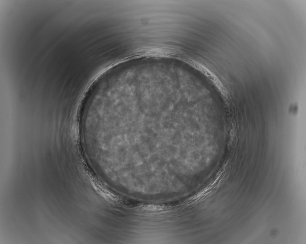 X0000097591027200803211631