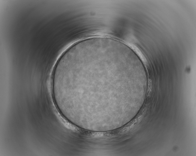 X0000097591098200803211630