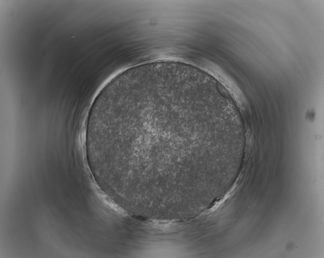 X0000097591198200803211629