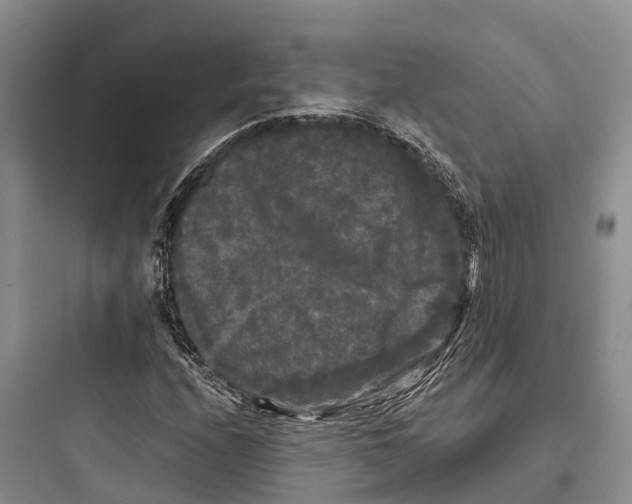 X0000097591208200803211628