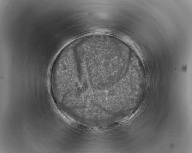 X0000097591235200803211629