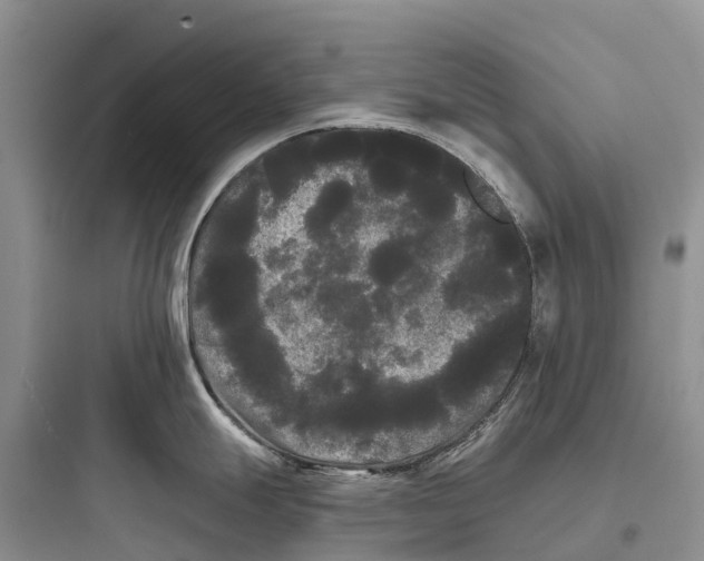 X0000097591247200803211629