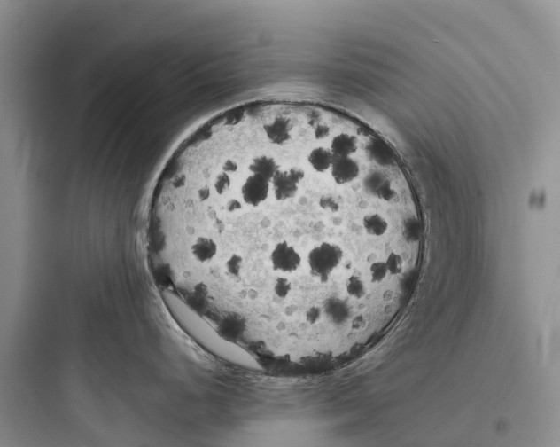 X0000097591248200803211629