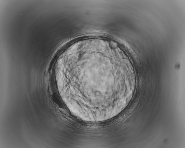 X0000097591267200803211628